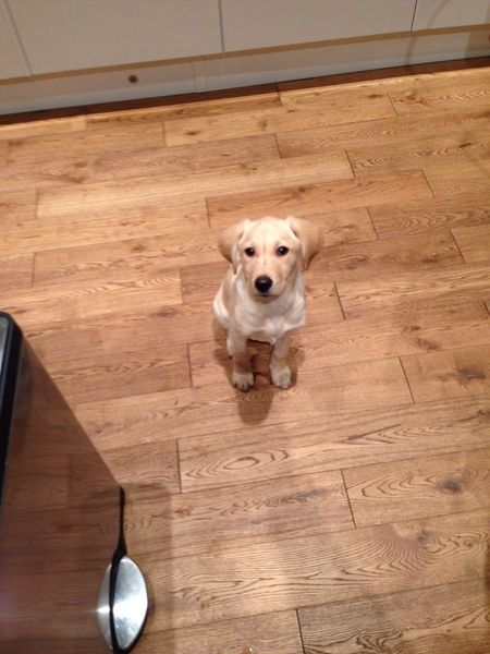 Wooden floors + dog = ???