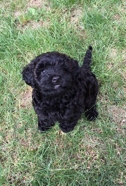 Anyone fancy a new puppy-support thread?