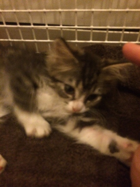 Meet Tinkerbell