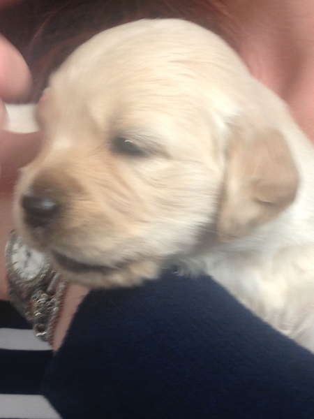 Going to meet our potential new puppy today