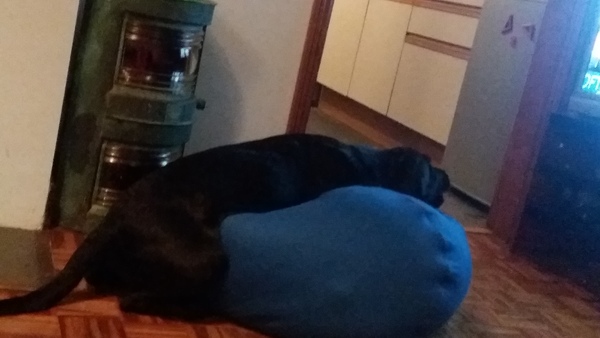 To think working full time and dog ownership are not compatible?