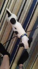 Underweight possibly underage lurcher puppy