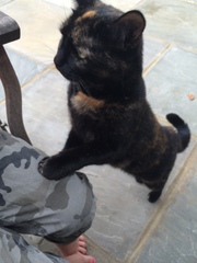 Is it true tortoiseshell cats can be mean