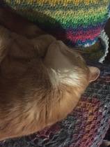 Little Ginge has not come home for breakfast