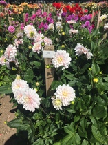 "in the midst of winter, I found there was within me, an invincible summer" Potting shed chat continues here