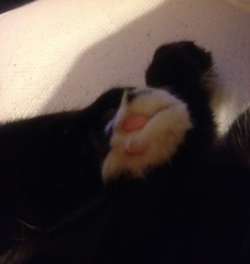 Toe floofs