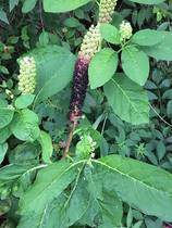 Plant id