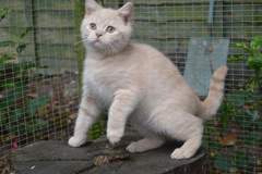 I *might* have arranged to view some kittens on Sunday