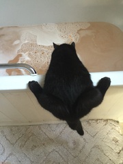 When and how do I let kitten outside ??