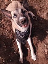 Share your dog's CV - chance to win £300! NOW CLOSED