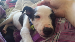 Underweight possibly underage lurcher puppy