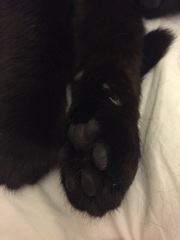 Toe floofs