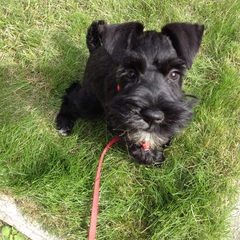 Anyone fancy a new puppy-support thread?