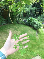 Changing an arch with a clematis on it