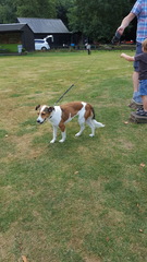 What's my dog made of? Any ideas? Pics shown.