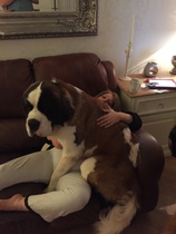 Dog driving me mad, bot sure whether I'm being U want him rehired