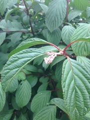 Anyone know what this shrub is (pic)?