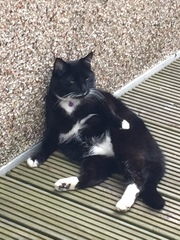 Catish things your cat does that only cats can do