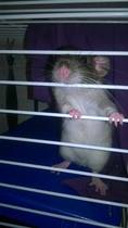 To think about getting a pet rat for DD (10)