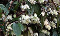 Changing an arch with a clematis on it