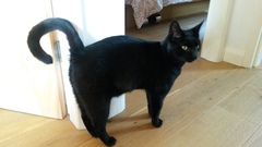 Swagger Inn Thread 136 - Series 3 Finishes - wenches wail piteously, don black crepe and mourn the lack of Musketeers on screen