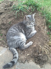 Cat is Being Perfectly Reasonable