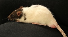 To think about getting a pet rat for DD (10)