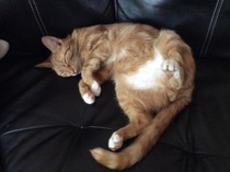 Little Ginge has not come home for breakfast