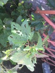 Help! What has attacked my blackcurrant bush?