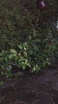 Plant id