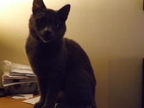 Help please poorly kitten