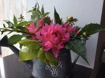 Advice for growing cut flowers