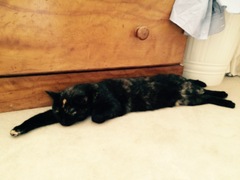Is it true tortoiseshell cats can be mean