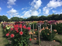 "in the midst of winter, I found there was within me, an invincible summer" Potting shed chat continues here