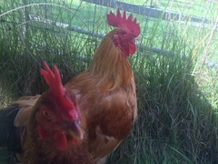 What to do with rooster with missing lower beak