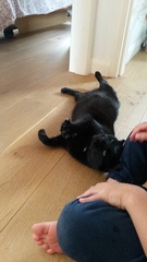 Swagger Inn Thread 136 - Series 3 Finishes - wenches wail piteously, don black crepe and mourn the lack of Musketeers on screen