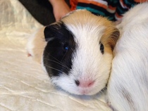 We're getting 2 pigs on Thursday :-)))))