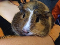 We're getting 2 pigs on Thursday :-)))))