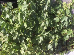 Help! What has attacked my blackcurrant bush?