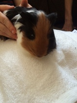 New Guinea Pigs - couple of questions