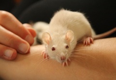 To think about getting a pet rat for DD (10)