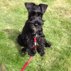 Anyone fancy a new puppy-support thread?