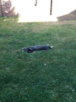 How does your cat keep itself cool in this heat?
