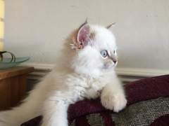 I *might* have arranged to view some kittens on Sunday