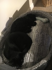 Anyone fancy a new puppy-support thread?