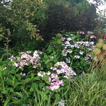 There is no colour in my garden whatsoever - fed up!