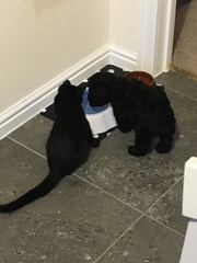 Anyone fancy a new puppy-support thread?