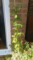 Plant ID - what can it be?