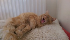 Hypoallergenic cat?