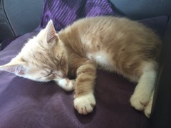 Meet my new fur baby!